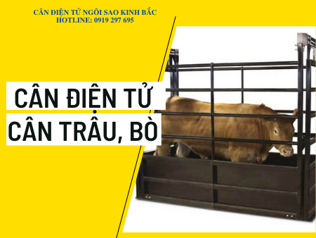 Cân trâu bò điện tử tại Bắc Ninh