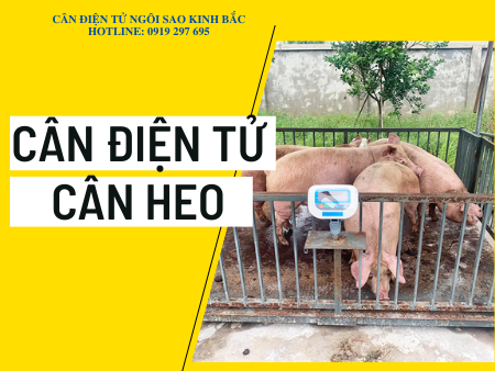 Cân điện tử cân heo tại Bắc Ninh