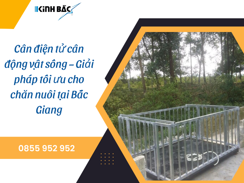 Cân điện tử cân động vật sống – Giải pháp chăn nuôi tại Bắc Giang
